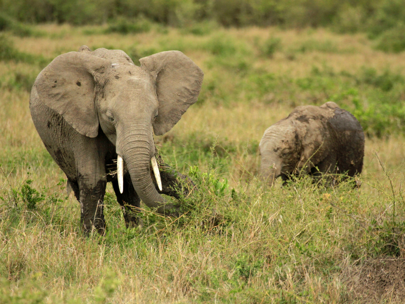 KRUGER SAFARI ADVENTURE + pre night included — 6